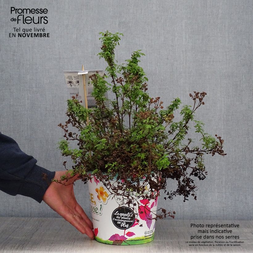 Exemplar von Fingerstrauch Red'issima - Potentilla fruticosa wie im Herbst geliefert