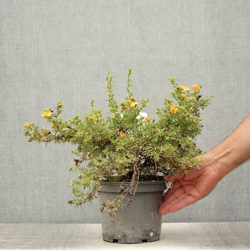 Exemplar von Fingerstrauch Red joker - Potentilla fruticosa Topf mit 3L/4LGelieferte Höhe ca. 30/40cm wie im Sommer geliefert