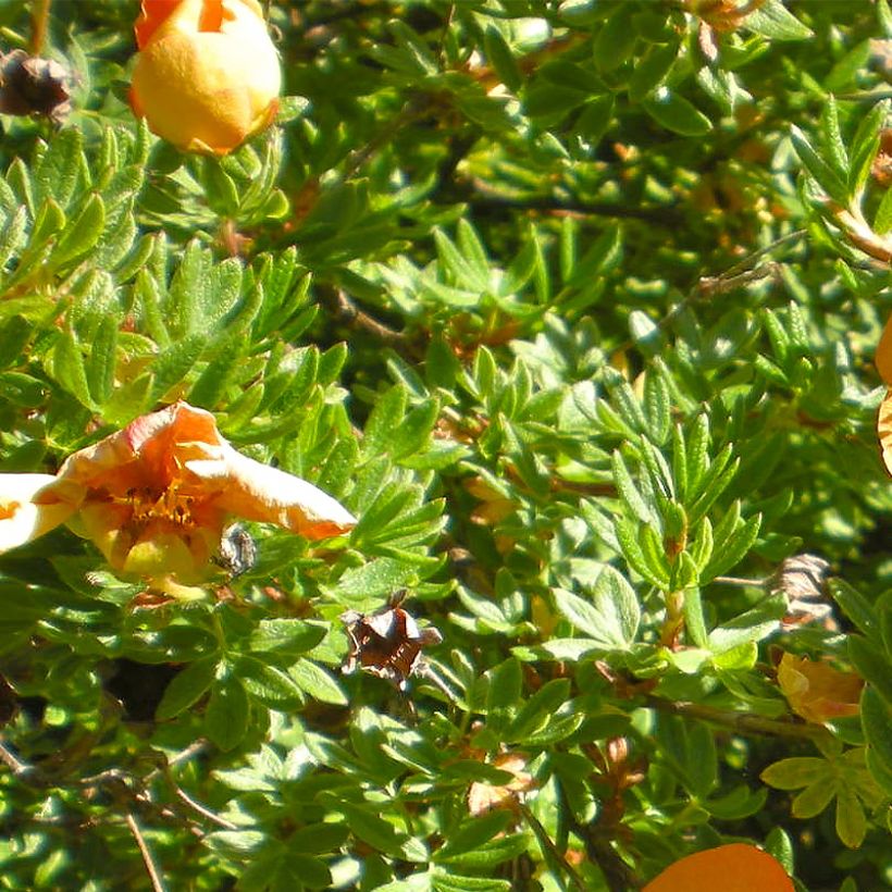 Fingerstrauch Solar'issima - Potentilla fruticosa (Laub)