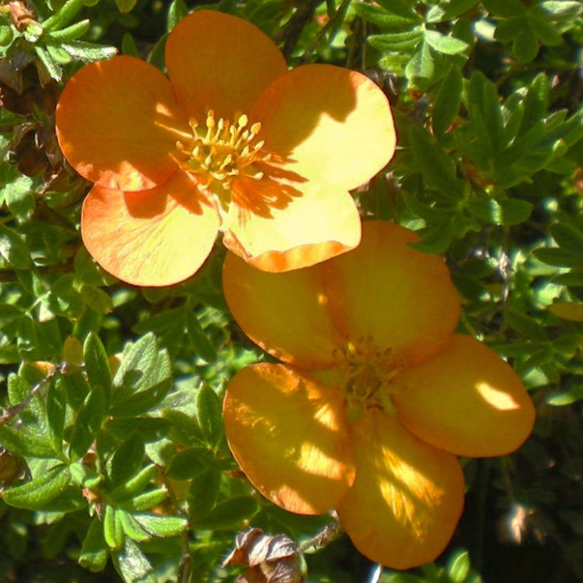 Fingerstrauch Solar'issima - Potentilla fruticosa (Blüte)