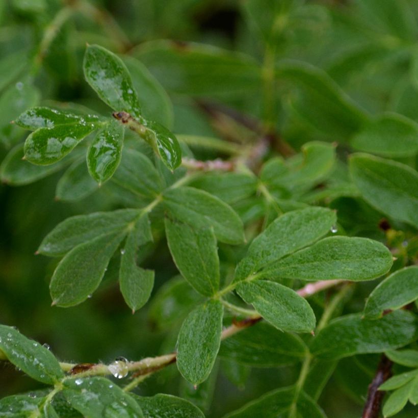 Fingerstrauch Abbotswood - Potentilla fruticosa (Laub)