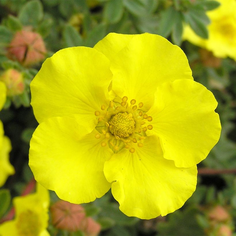 Fingerstrauch - Potentilla fruticosa (Blüte)