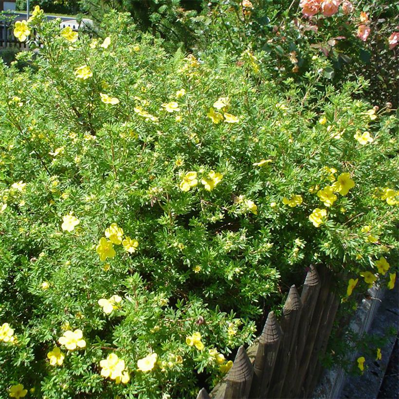 Fingerstrauch - Potentilla fruticosa (Hafen)