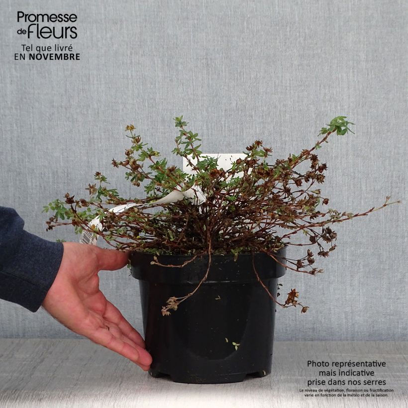 Exemplar von Fingerstrauch Medicine Wheel Mountain - Potentilla fruticosa wie im Herbst geliefert