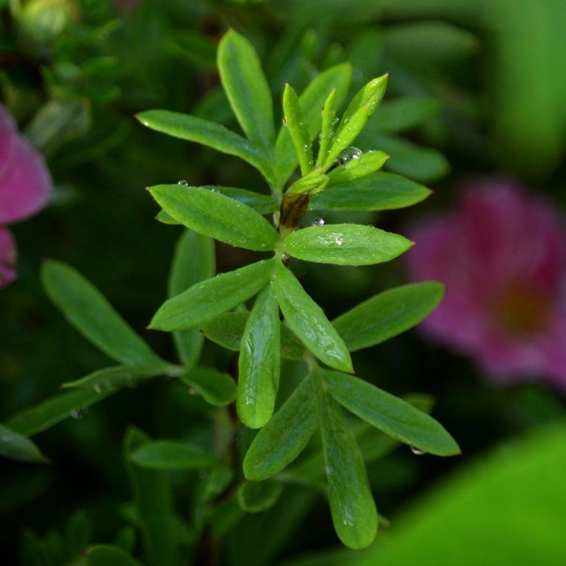 Fingerstrauch Pink Paradise - Potentilla fruticosa (Laub)