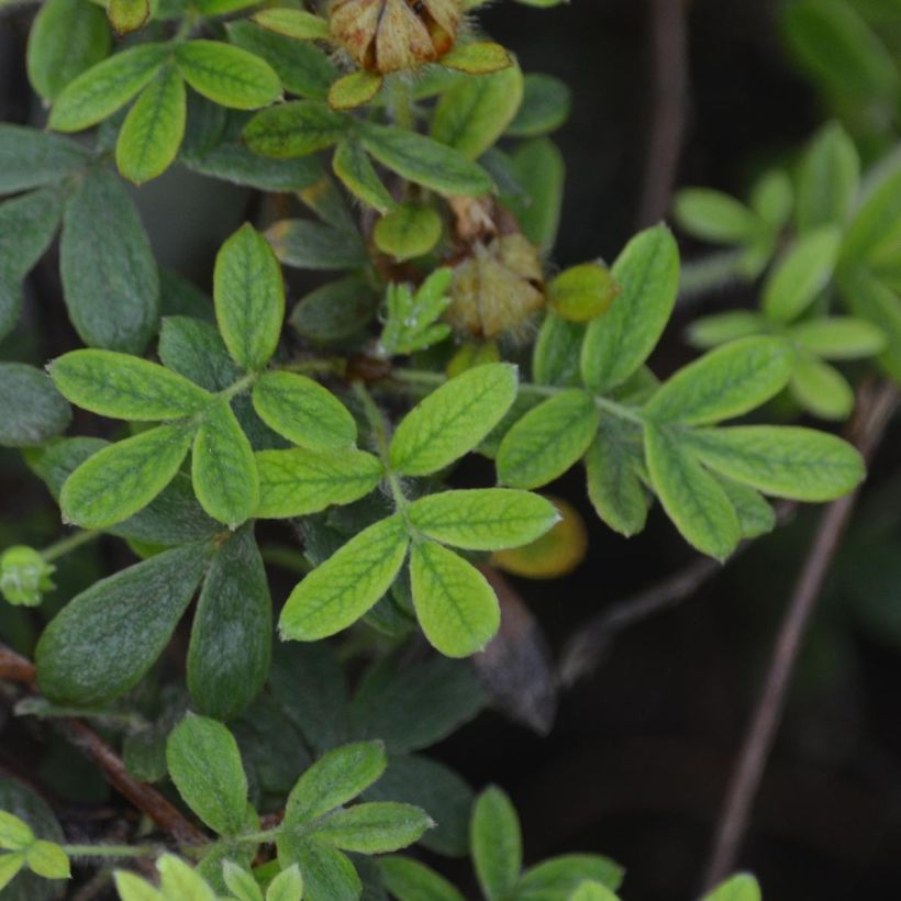 Fingerstrauch Primrose Beauty - Potentilla fruticosa (Laub)