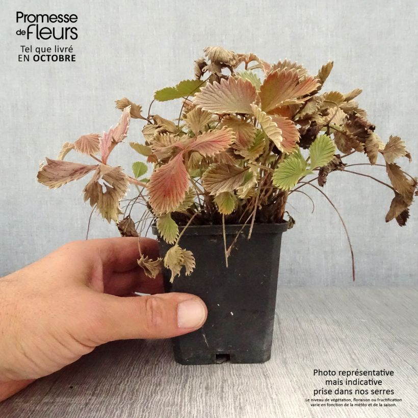 Exemplar von Potentille sanguine - Potentilla atrosanguinea Godet de 8/9 cm wie im Herbst geliefert