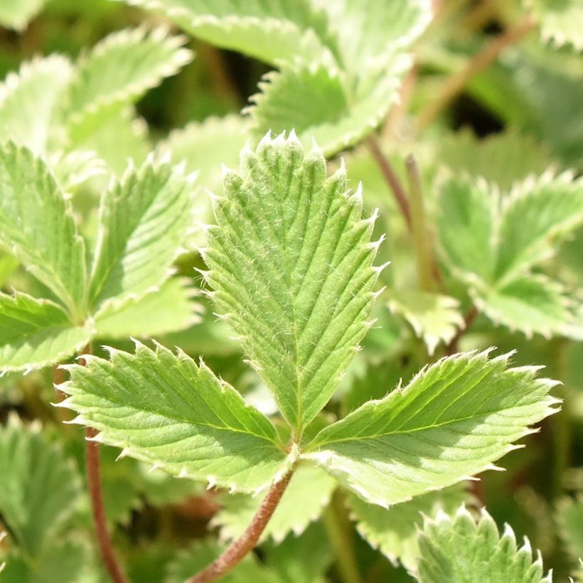 Blutrotes Fingerkraut - Potentilla atrosanguinea (Laub)