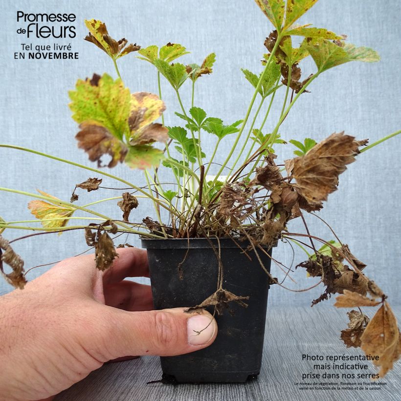 Exemplar von Potentille vivace - Potentilla tonguei  wie im Herbst geliefert