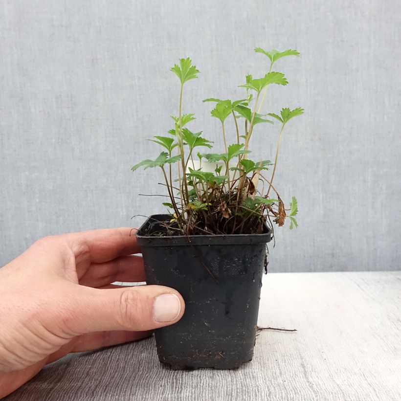 Exemplar von Potentilla tonguei - Fingerkraut Kleine Töpfe von 8/9 cm wie im Frühjahr geliefert