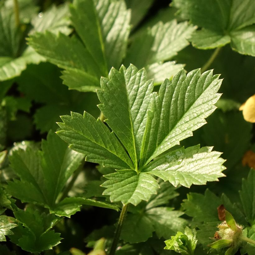 Potentilla tonguei - Fingerkraut (Laub)