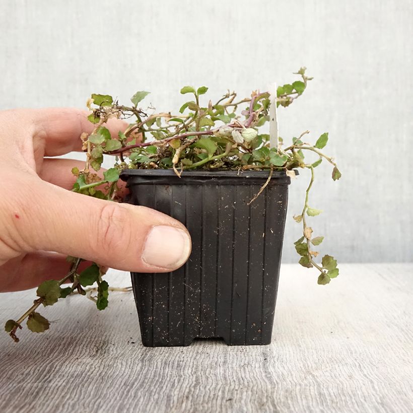 Exemplar von Pratia pedunculata Alba - Teppichlobelie Kleine Töpfe von 8/9 cm wie im Frühjahr geliefert