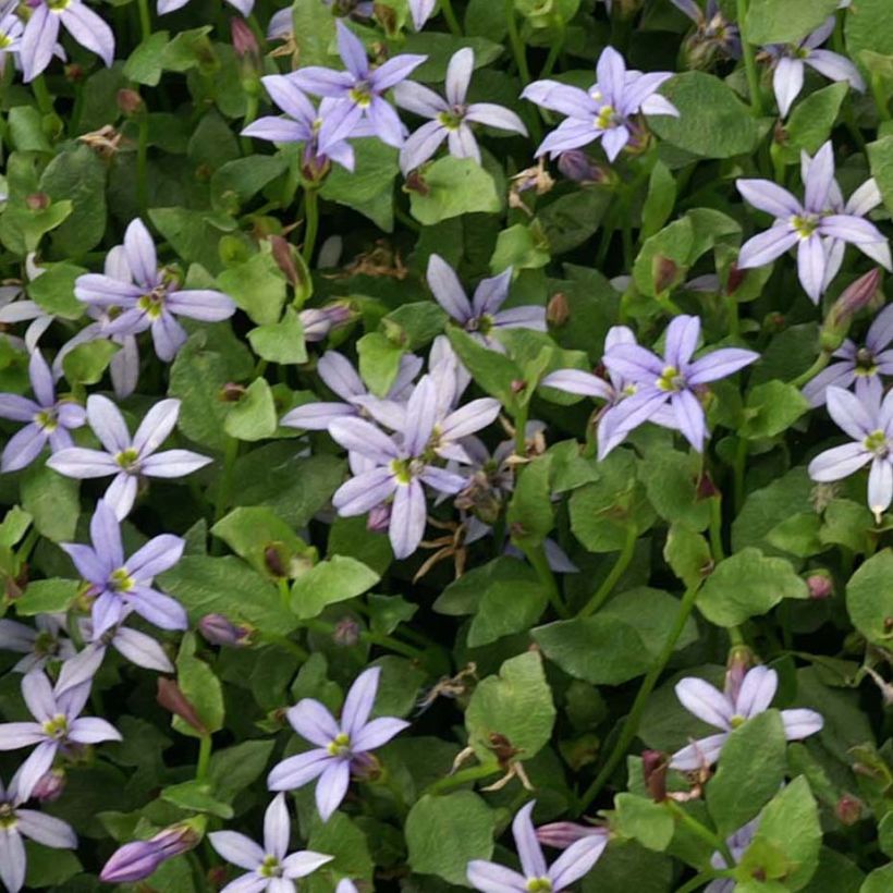 Pratia pedunculata County Park - Teppichlobelie (Laub)