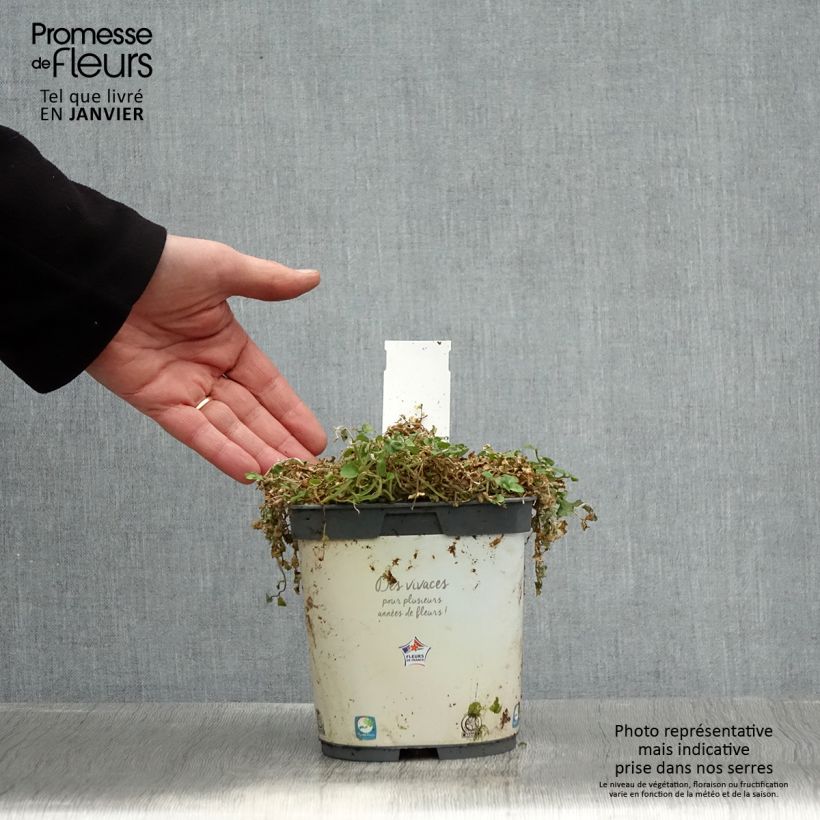 Exemplar von Pratia pedunculata Pot de 2L/3L wie im Winter geliefert