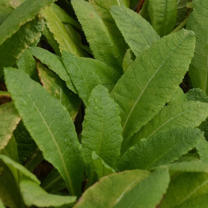 Primula bulleyana - Etagen-Primel (Laub)