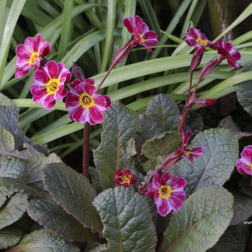 Primula polyantha Dark Rosaleen - Primel (Blüte)