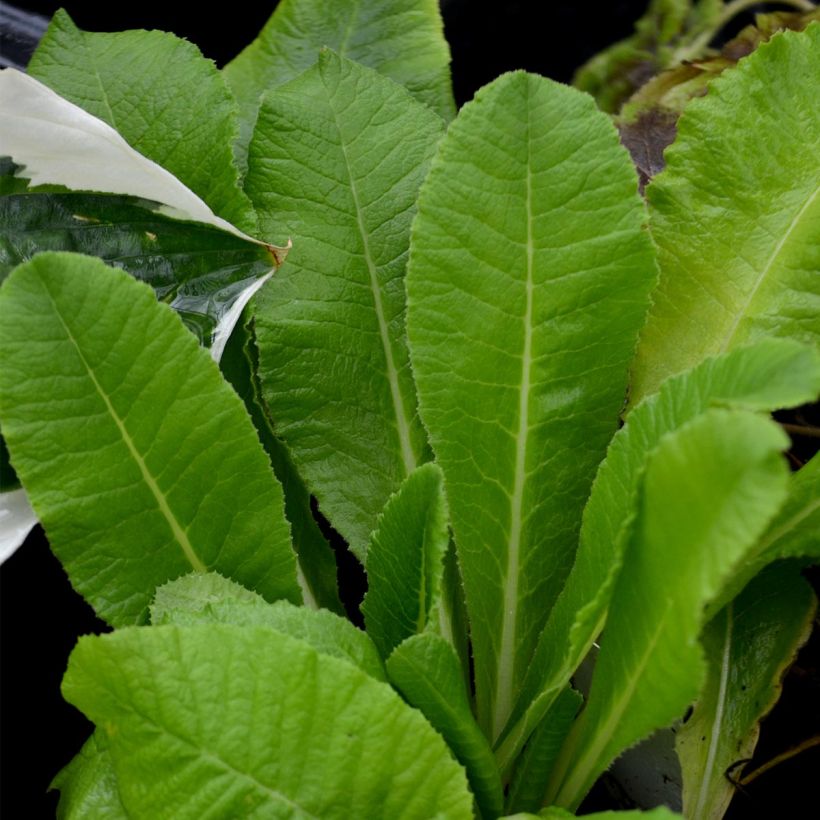 Primula denticulata Alba - Kugelprimel (Laub)