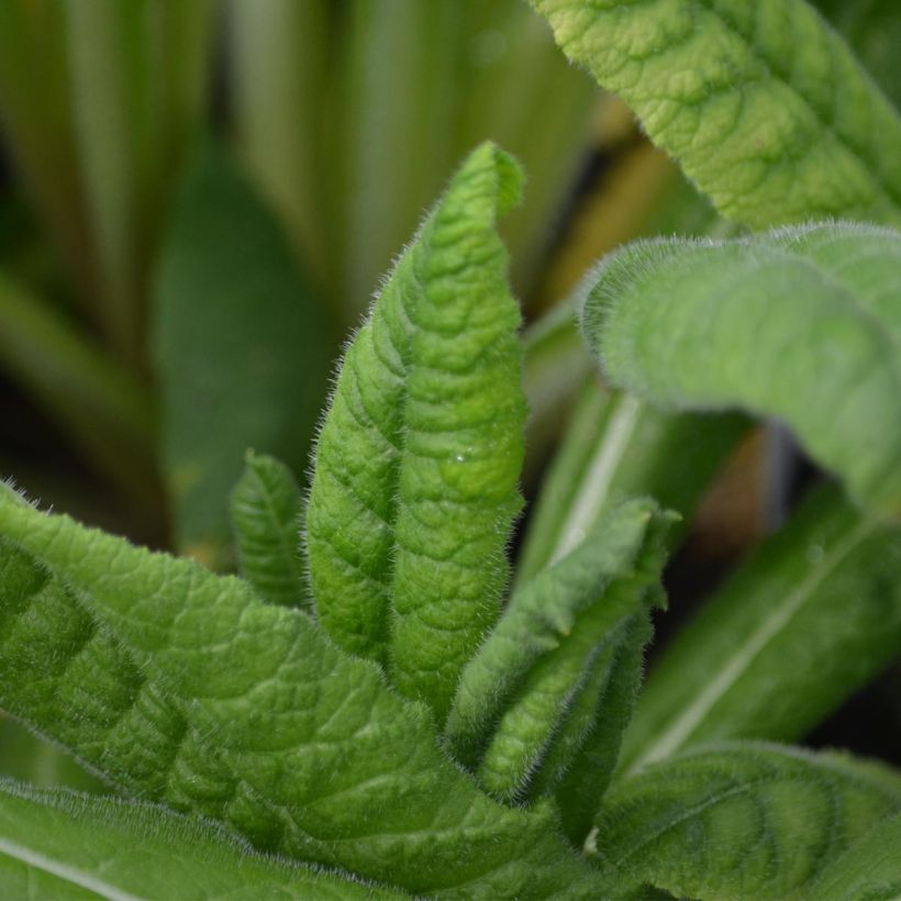 Primula vialii - Primel (Laub)