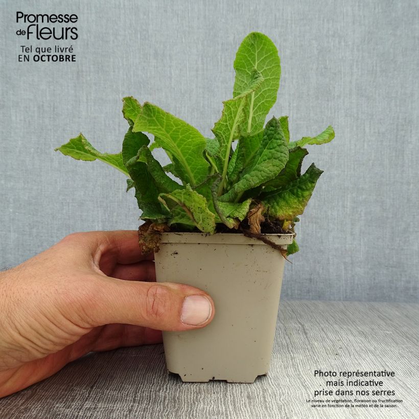 Exemplar von Primevère - Primula vulgaris Strong Beer Godet de 9cm wie im Herbst geliefert