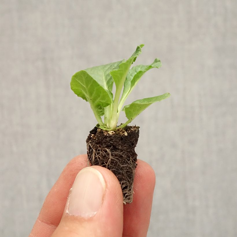 Exemplar von Primevère Rambo F1 Appleblossom - Primula acaulis - Mini-motte Ø 1,5/2,5 cm wie im Herbst geliefert