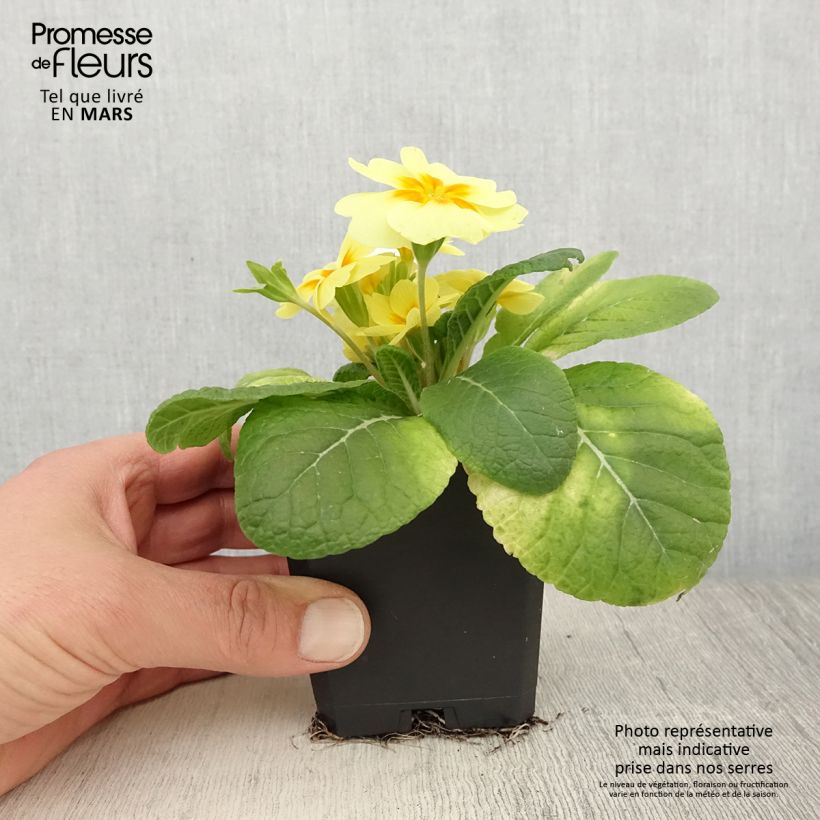 Exemplar von Primula Rambo F1 Lemon Cream - Kissenprimel Kleine Töpfe von 8/9 cm wie im Frühjahr geliefert