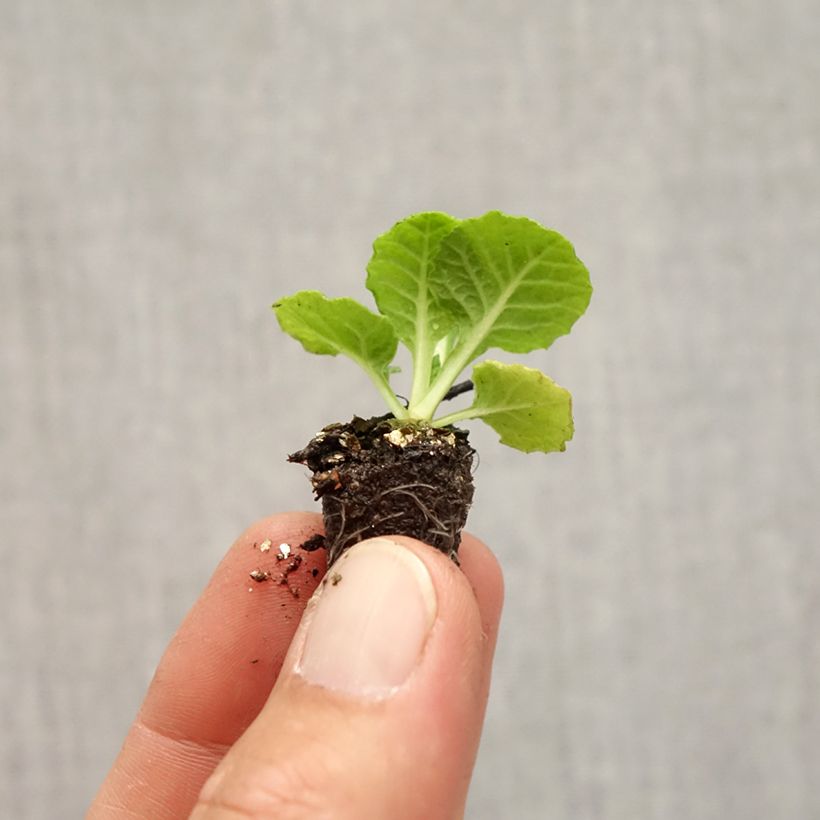 Exemplar von Primevère Rambo F1 Pink Flame - Primula acaulis - Mini-motte Ø 1,5/2,5 cm wie im Herbst geliefert