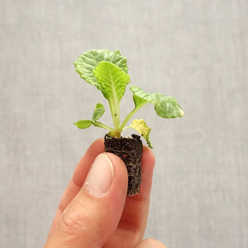 Exemplar von Primevère Rambo F1 Yellow Gold - Primula acaulis - Mini-motte Ø 1,5/2,5 cm wie im Herbst geliefert