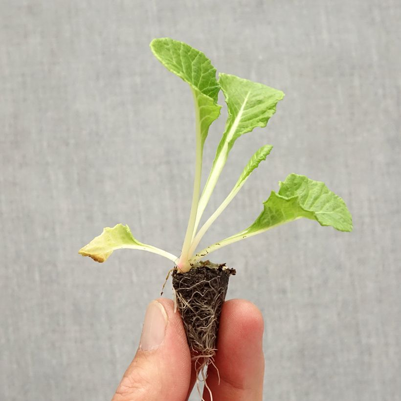 Exemplar von Primevère Rosebud F1 light yellow - Primula acaulis - Mini-motte Ø 1,5/2,5 cm wie im Herbst geliefert