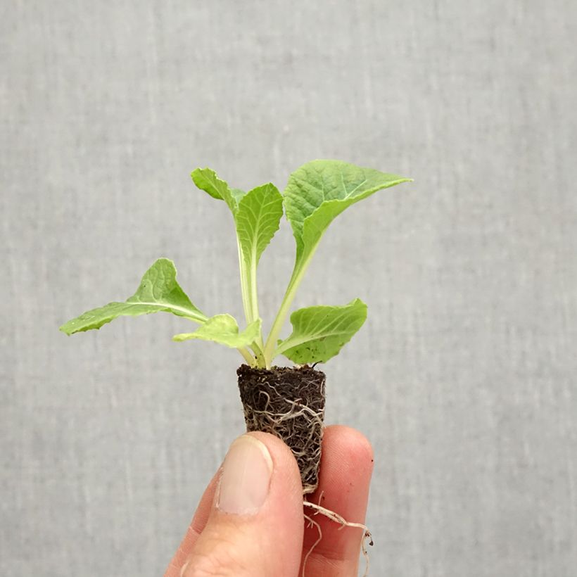 Exemplar von Primevère Rosebud F1 Tutti frutti - Primula acaulis - Mini-motte Ø 1,5/2,5 cm wie im Herbst geliefert