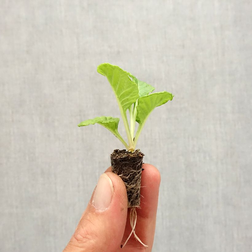 Exemplar von Primevère Rosebud F1 White - Primula vulgaris - Mini-motte Ø 1,5/2,5 cm wie im Herbst geliefert