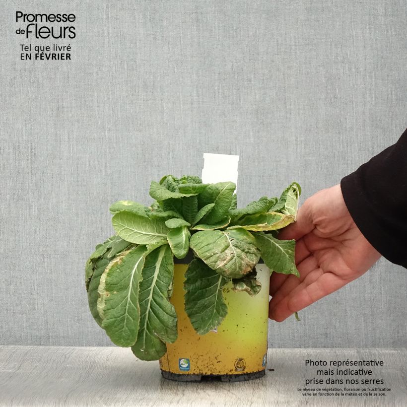 Exemplar von Primevère vulgaris Pot de 2L/3L wie im Winter geliefert