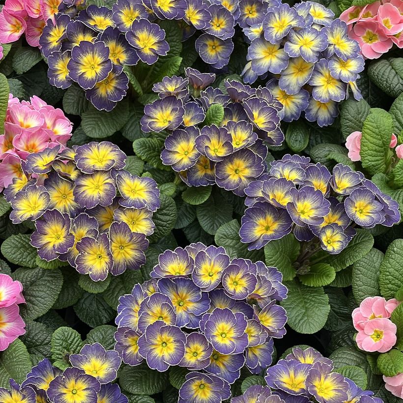 Primula x acaulis Fireflies - Primel (Blüte)