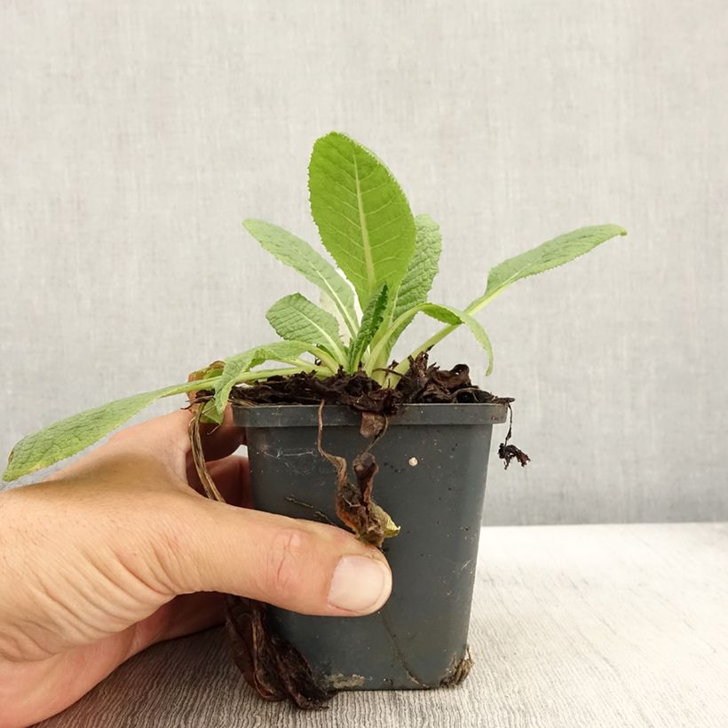 Exemplar von Primula florindae - Primevère du Tibet Godet de 9cm wie im Herbst geliefert