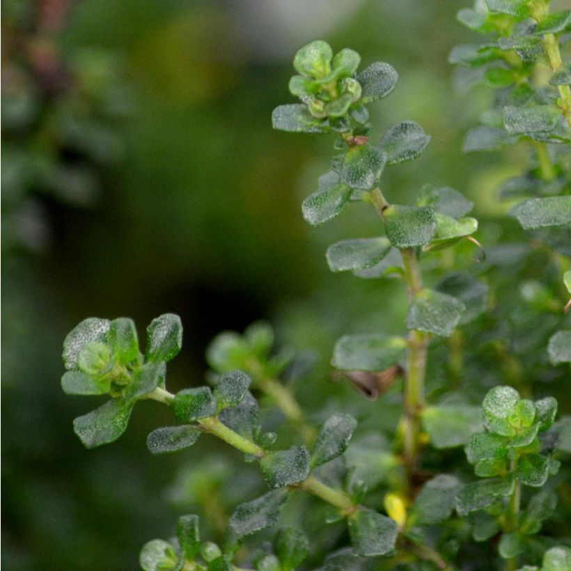 Prostanthera cuneata - Minzbusch (Laub)