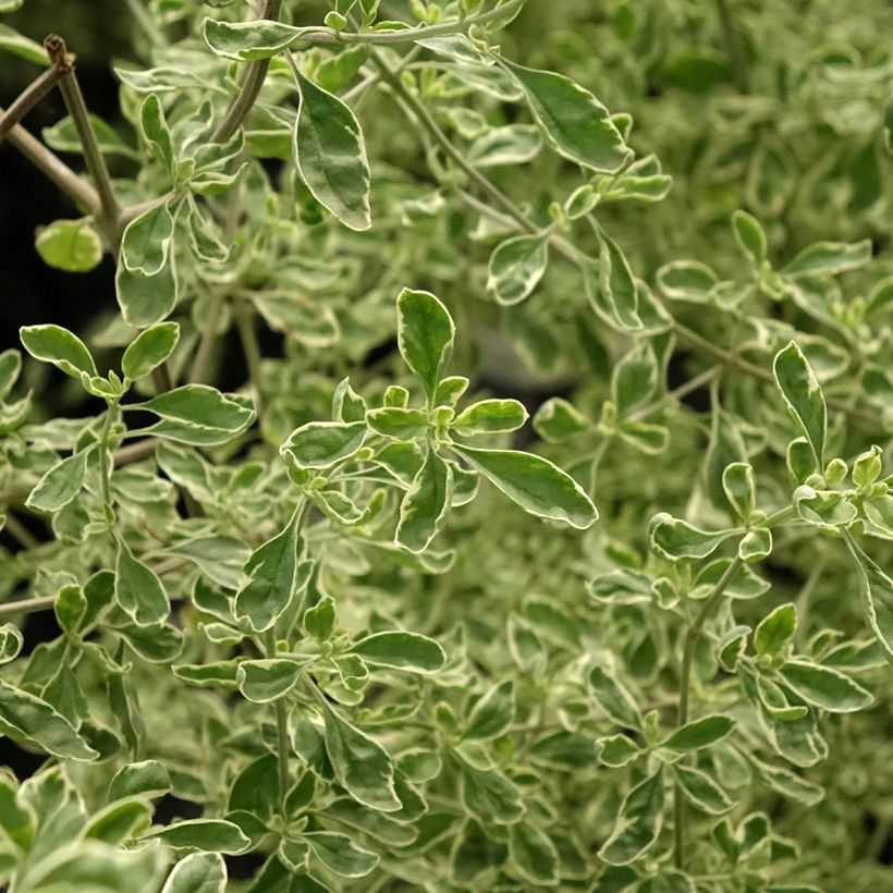 Prostanthera rotundifolia Variegata - Minzbusch (Laub)