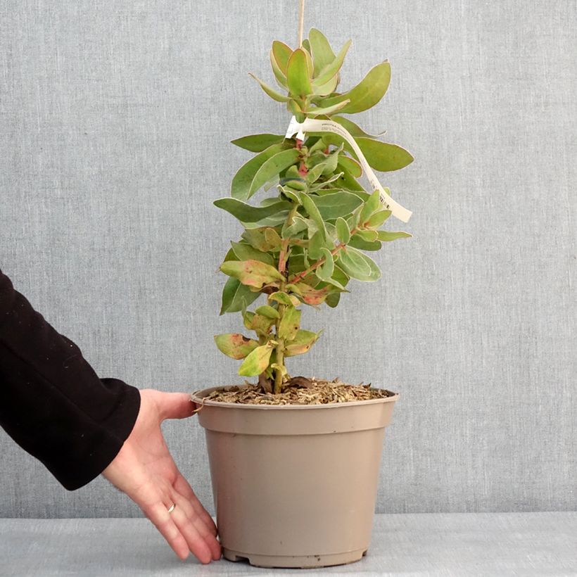 Exemplar von Protea eximia - Protée à feuilles larges Pot de 3L/4L wie im Winter geliefert