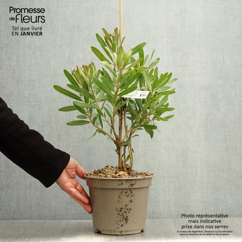 Exemplar von Protea Pink Ice - Protée hybride Pot de 4L wie im Winter geliefert