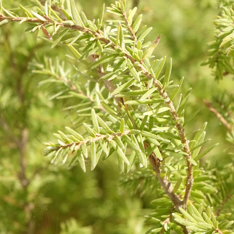 Tsuga heterophylla - Hemlockstanne (Laub)