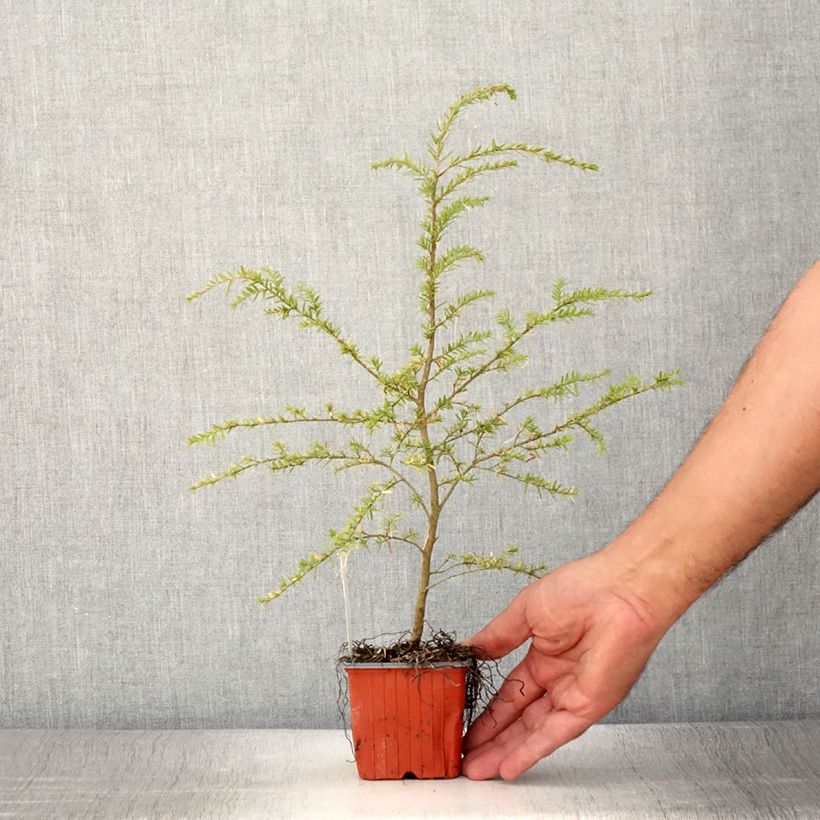 Exemplar von Pruche de l'Ouest - Tsuga heterophylla - Godet de 8/9 cm wie im Sommer geliefert