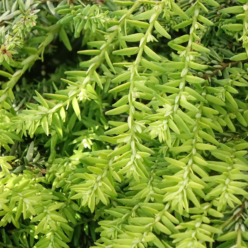 Tsuga canadensis Nana - Hemlockstanne (Laub)