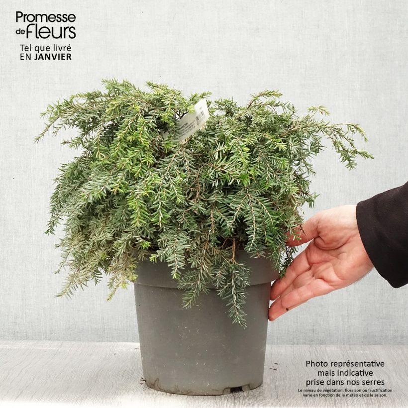 Exemplar von Pruche du Canada - Tsuga canadensis Nana - Pot de 4L/5L wie im Winter geliefert