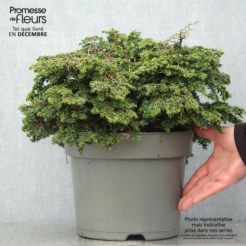 Exemplar von Pruche du Canada - Tsuga canadensis Popeleski                     Pot de 7,5L/10L wie im Herbst geliefert