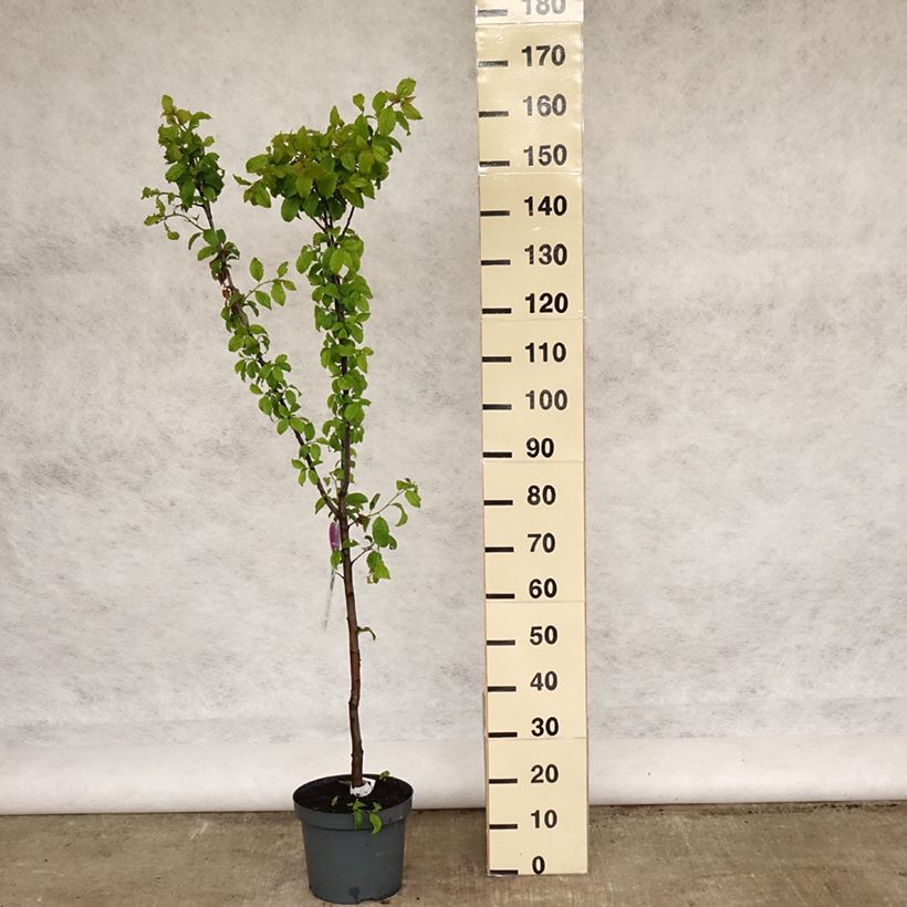 Exemplar von Pflaume Hauszwetsche - Prunus domestica Topf mit 7,5L/10L, Gobelet-FormGelieferte Höhe ca. 125/150cm wie im Frühjahr geliefert