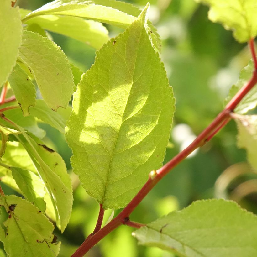 Pflaume Hauszwetsche - Prunus domestica (Laub)