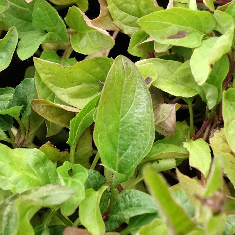 Kleine Braunelle - Prunella vulgaris (Laub)