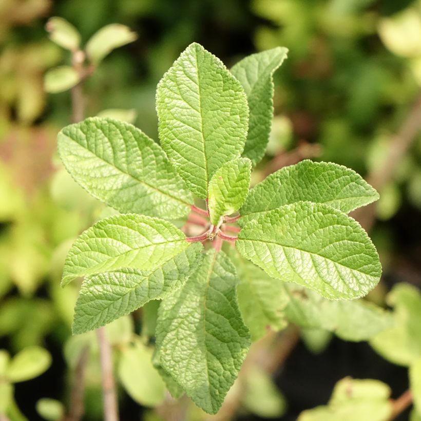 Schlehe - Prunus spinosa (Laub)