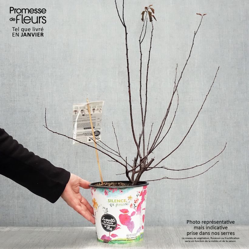 Exemplar von Prunier à fleurs - Prunus cerasifera Nigra Pot de 3L/4L touffe wie im Winter geliefert