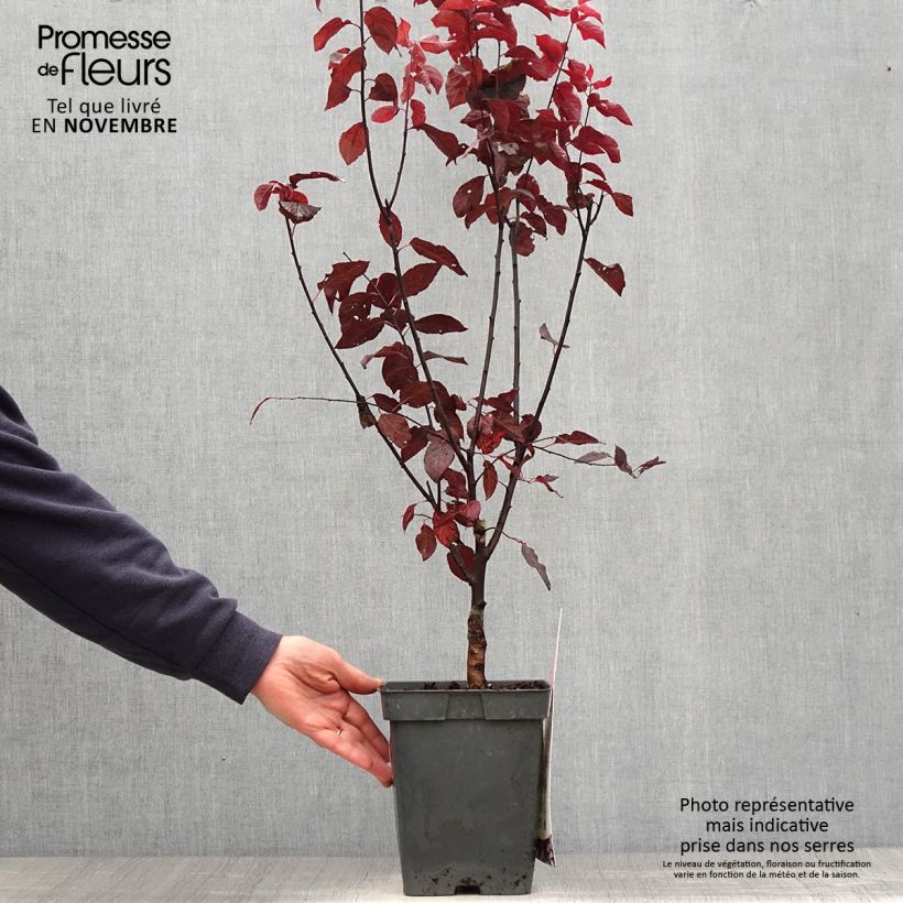 Exemplar von Prunier à fleurs - Prunus cerasifera Nigra Pot de 4L/5L tigette wie im Herbst geliefert