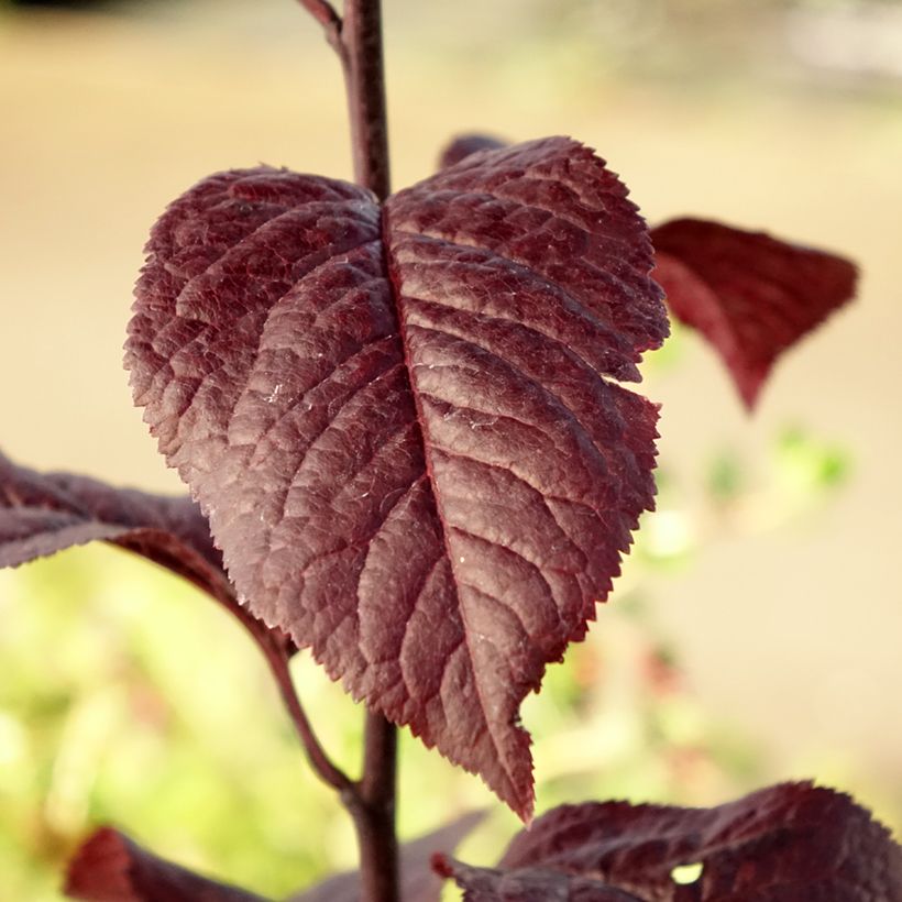 Kirsch-Pflaume Nigra - Prunus cerasifera (Laub)