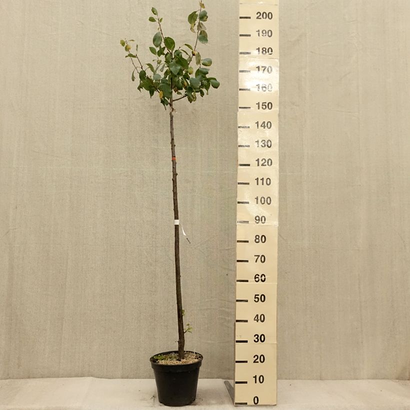 Exemplar von Pflaume Bleue de Belgique - Prunus domestica Topf mit 7,5L/10L, HalbstammGelieferte Höhe ca. 150/+cm wie im Herbst geliefert